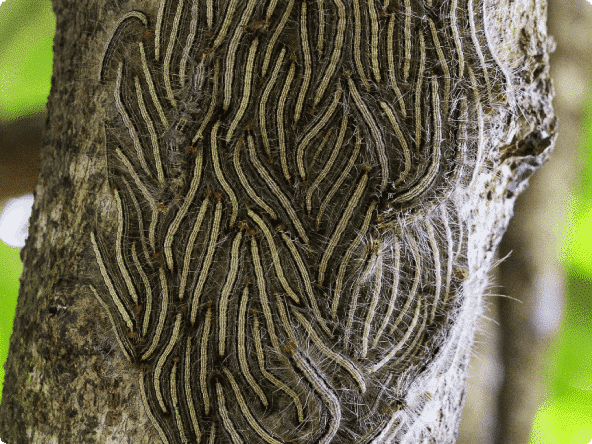 Zo gebruikt de eikenprocessierups haartjes als verdediging